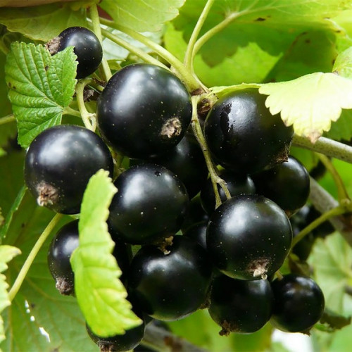 Купить саженец смородины черной Сказочная