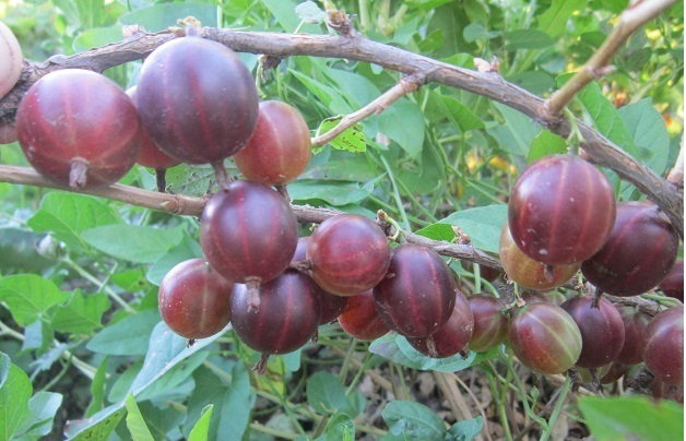 Купить саженцы крыжовника красного на штамбе (Pa 150)