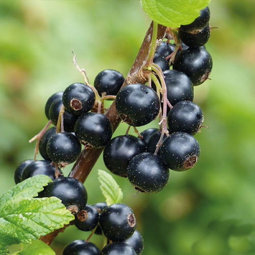 Купить саженец смородина черной Ориана