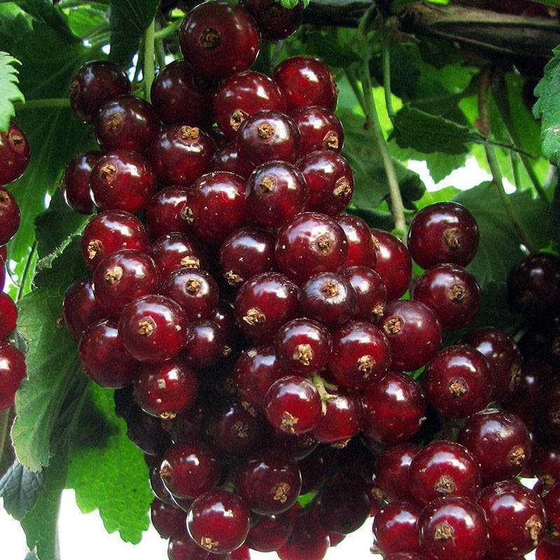 Купить саженцы смородины красной (смородины) "Ред Паул"