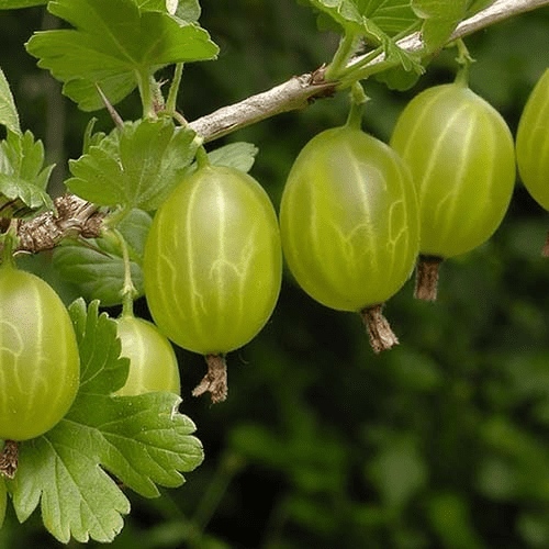 Купить саженец крыжовника Инвикта на штамбе