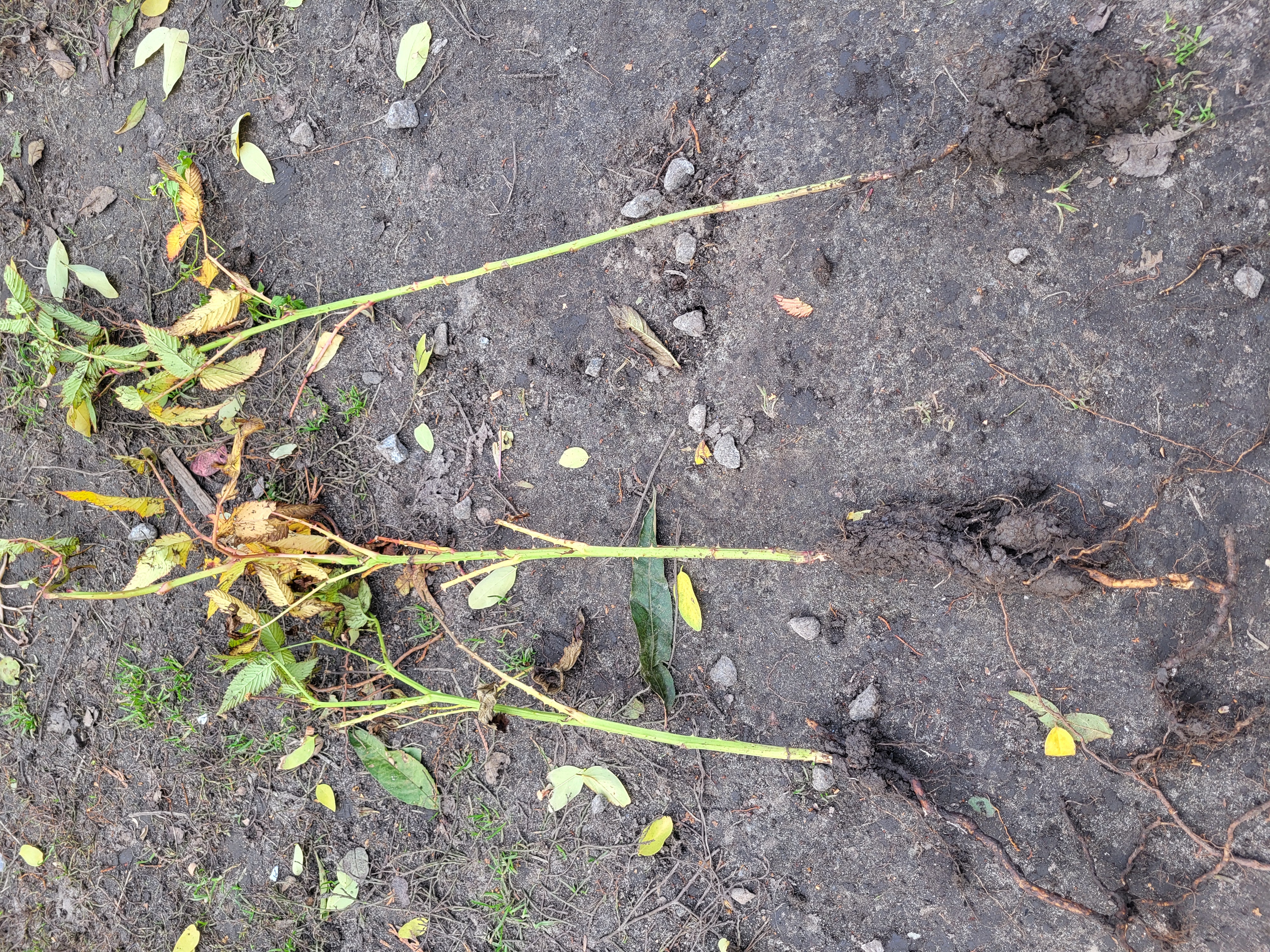 Купить саженцы тибетской малины мяо-мяо самовывозом