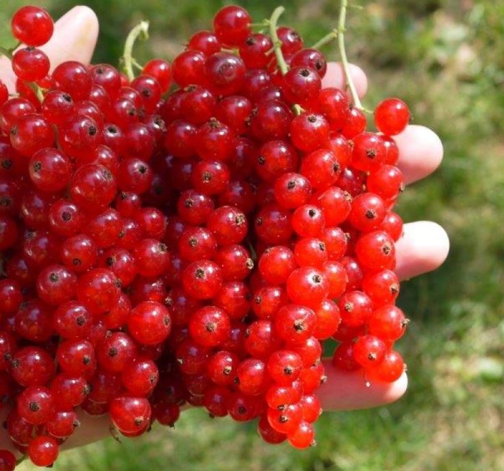 Купить саженцы красной смородины Изюм