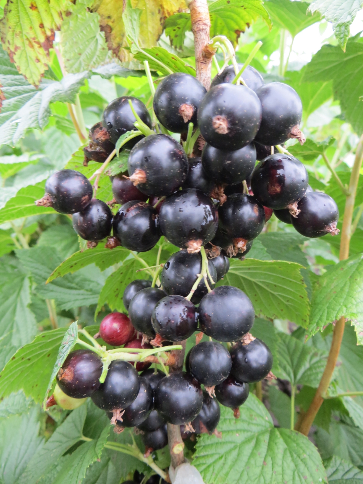 Купити саджанець смородини чорної Нюрсинка