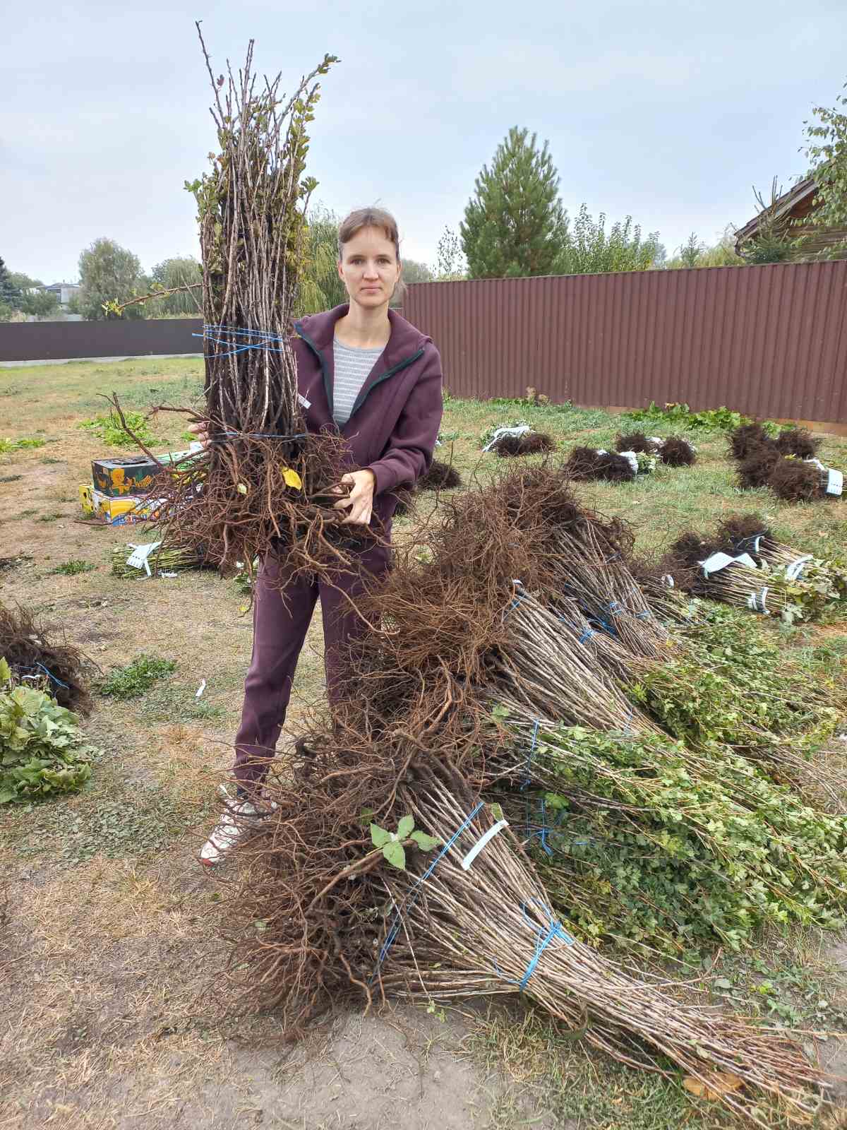 Купить саженцы крыжовника