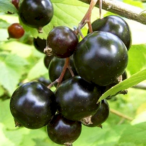 Купити саджанці смородини чорної Аркадія