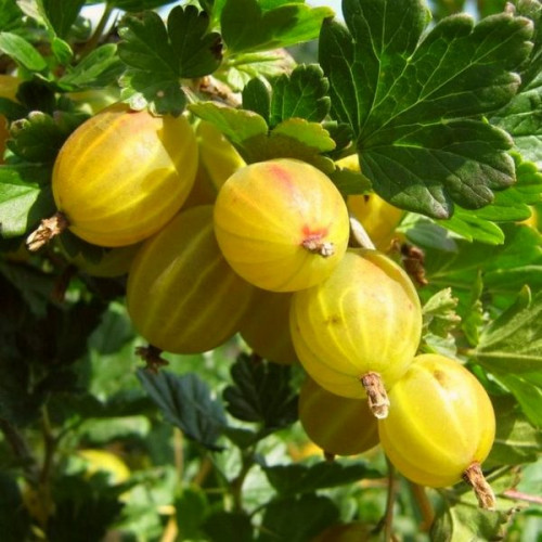 Купить саженцы крыжовника Голд Бол