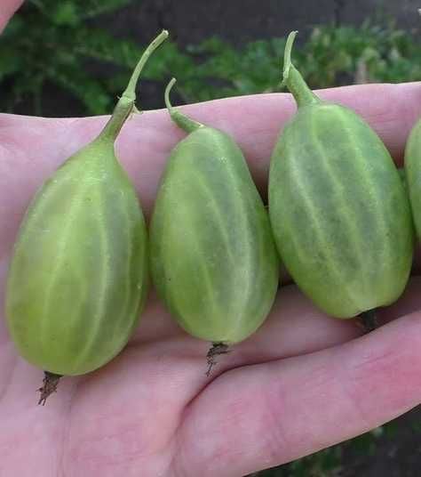 Купити саджанці агрусу Орфей 