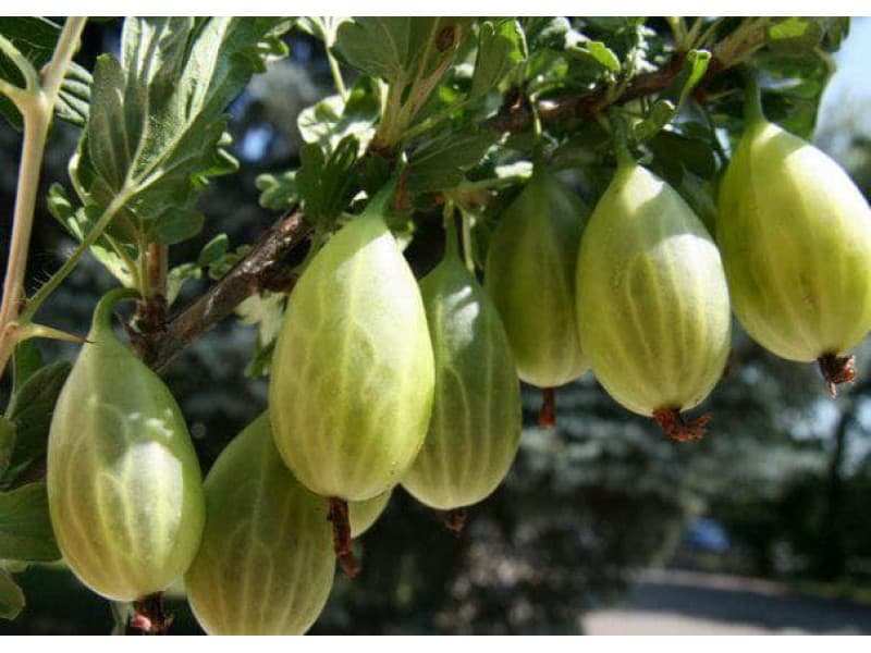 Купити саджанці агрусу Орфей 