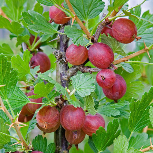 Купить саженцы крыжовника Спайнфри на штамбе