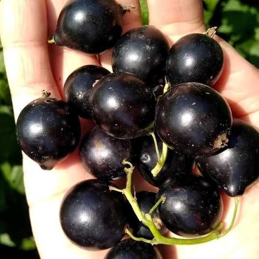 Купити саджанець смородини чорної Удалець