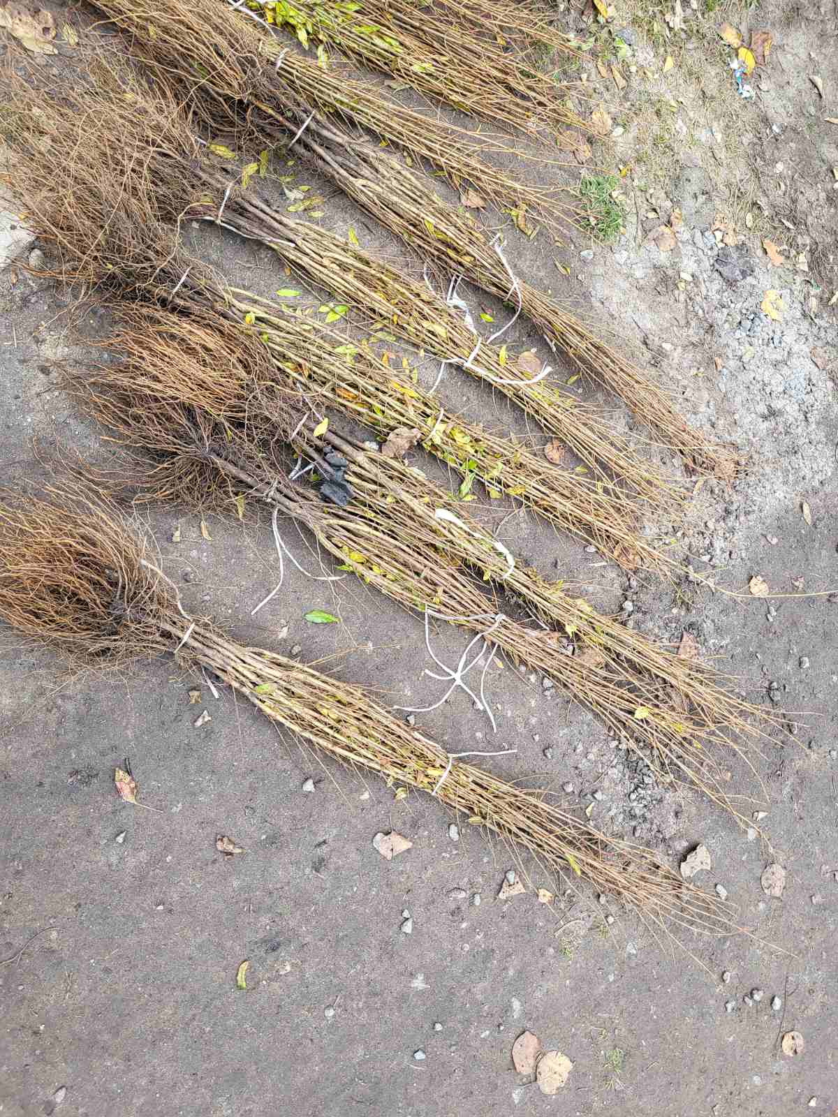 Купити саджанці граната