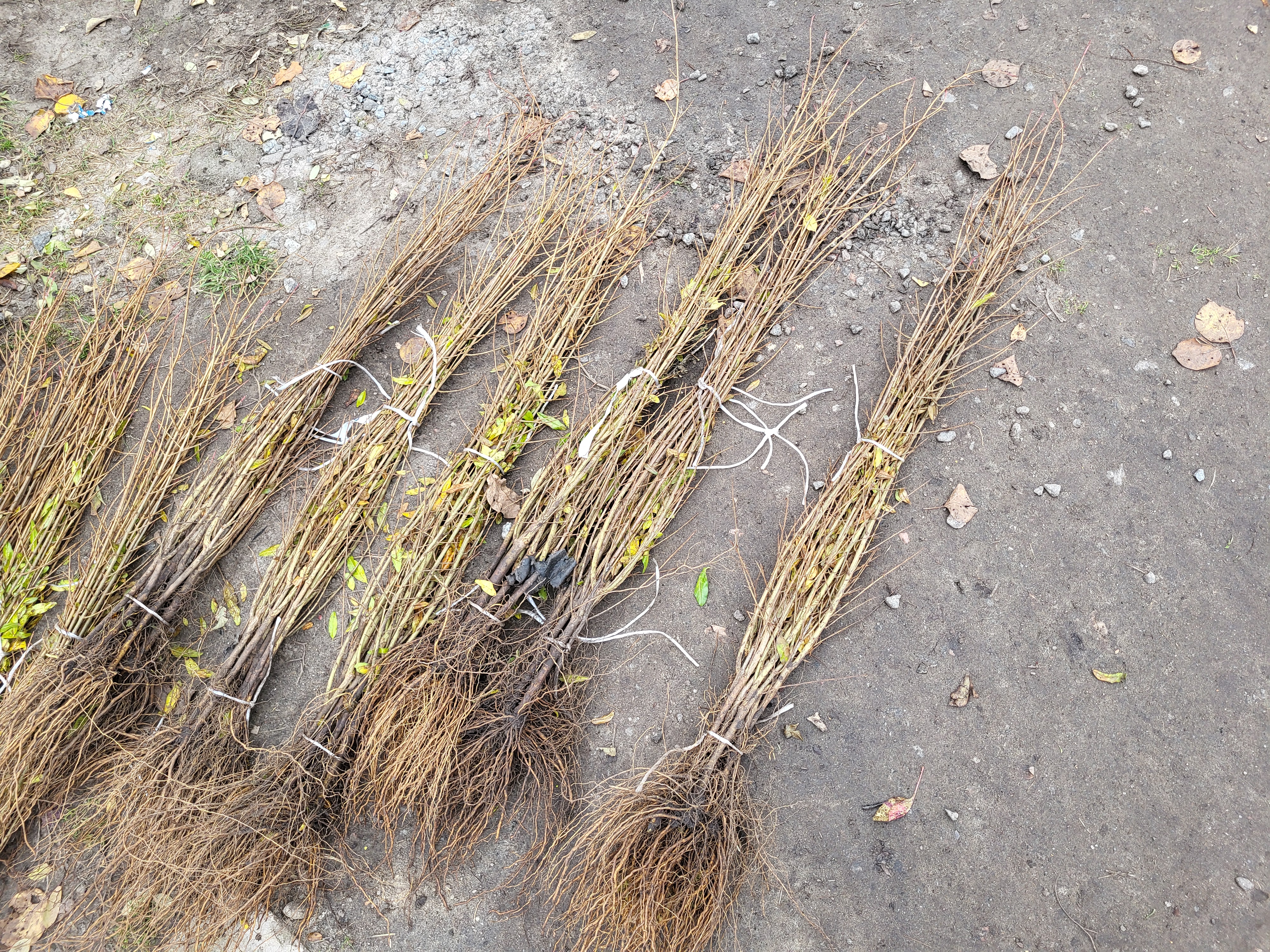 Купити саджанці гранату