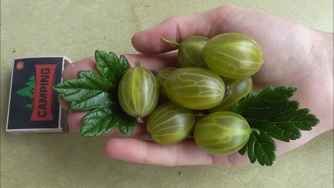 Купити саджанець агрусу 4-24