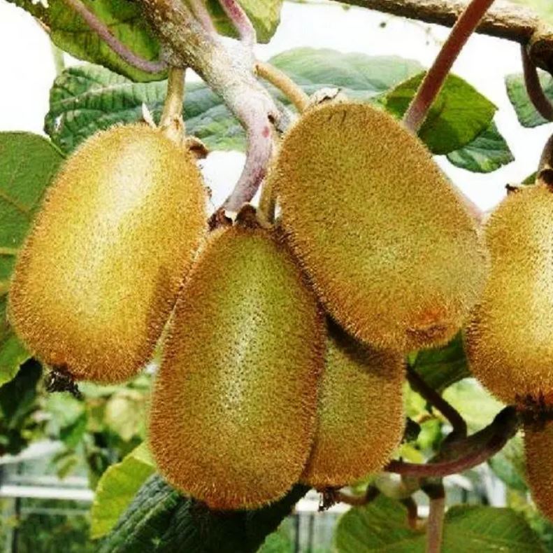 купити саджанці ківі Аллісон