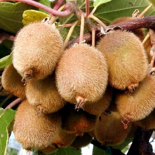 Купить саженцы киви Боскоп