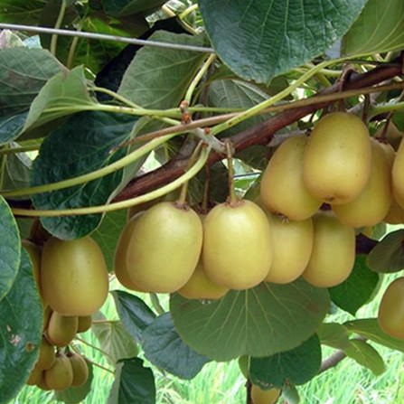 Купить саженцы киви Голд