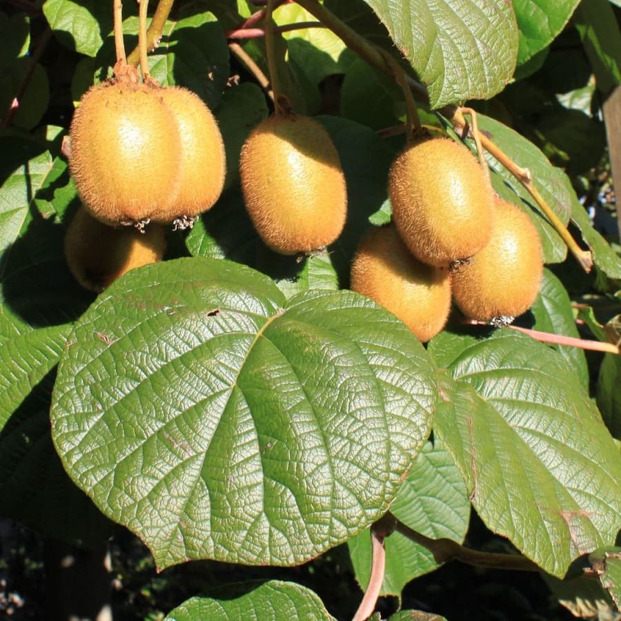 Купить саженцы киви Дженни