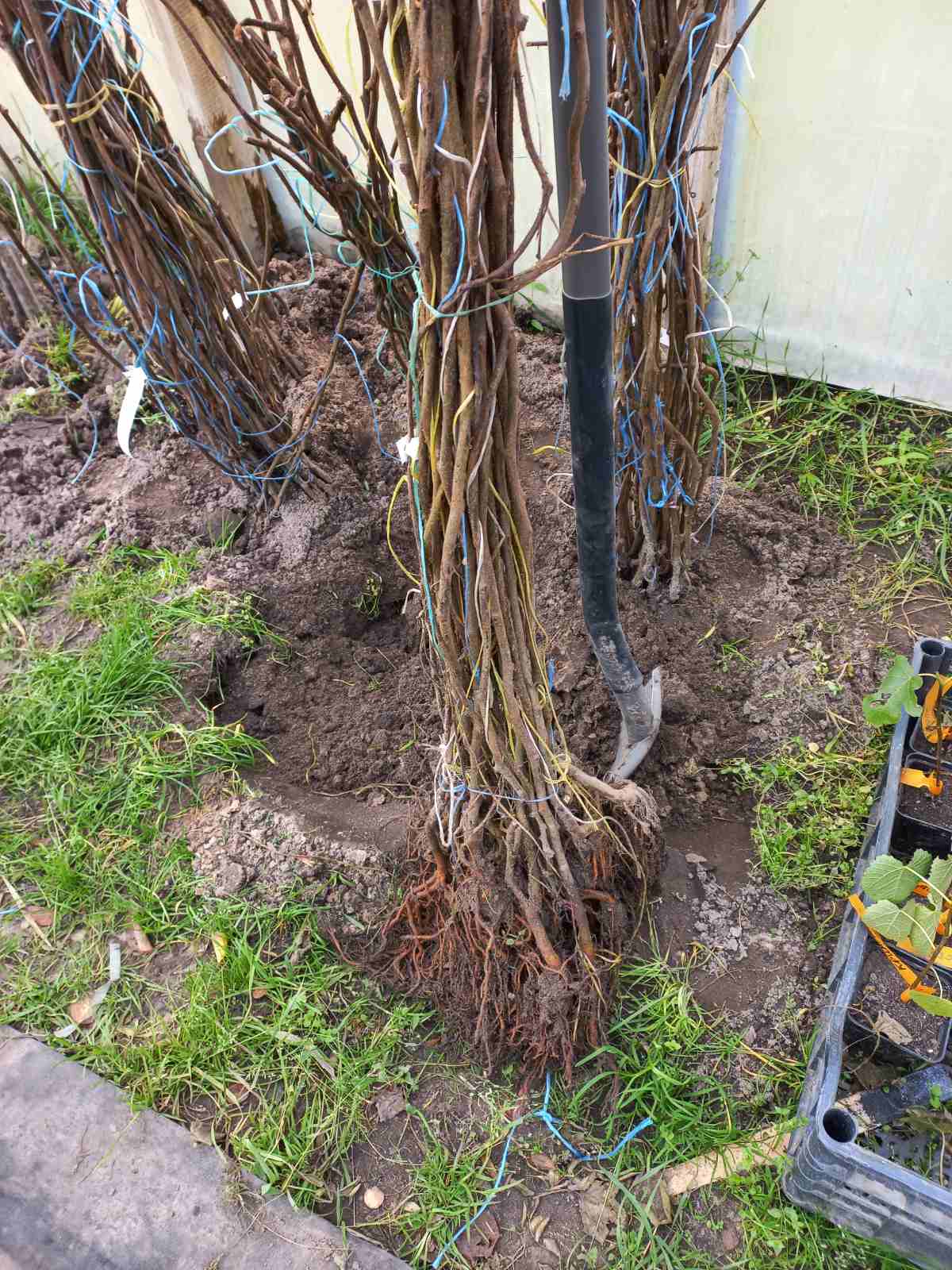 Купити саджанці ківі