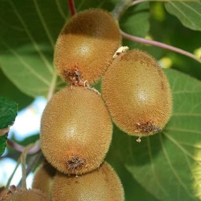 Купить саженцы киви Сорелли