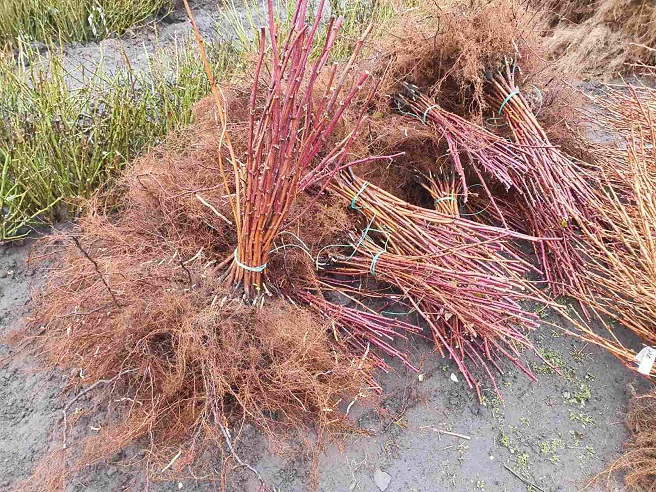 Купити саджанці малини літньої 