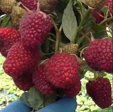 Купить саженцы малины Моллинг Хеппи