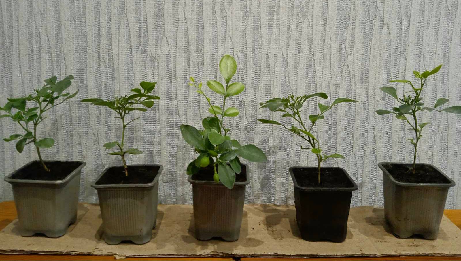 Купити саджанці мурайї