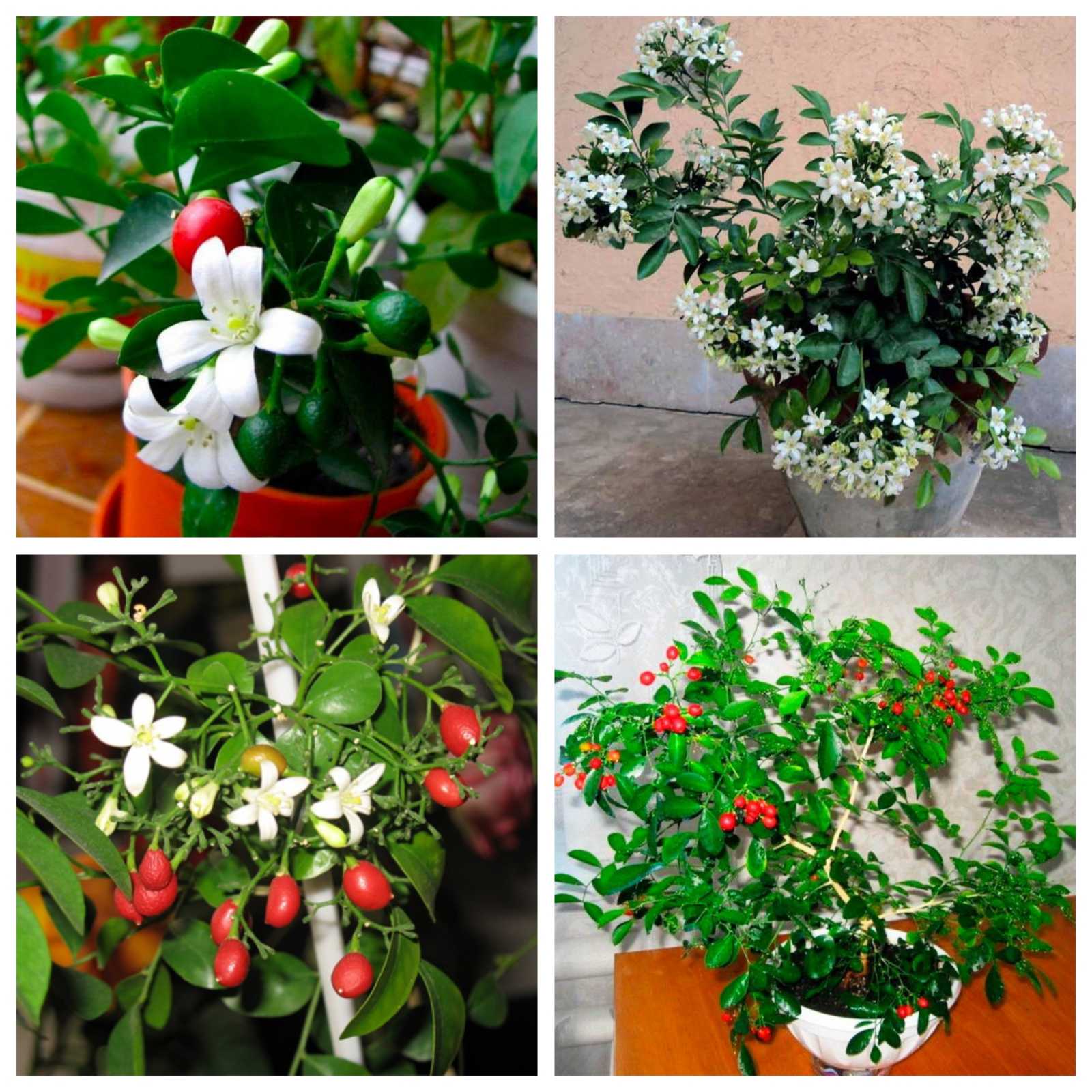 Купити саджанці мурайї