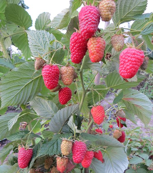 Кпити саджанці малини 0435-D-3