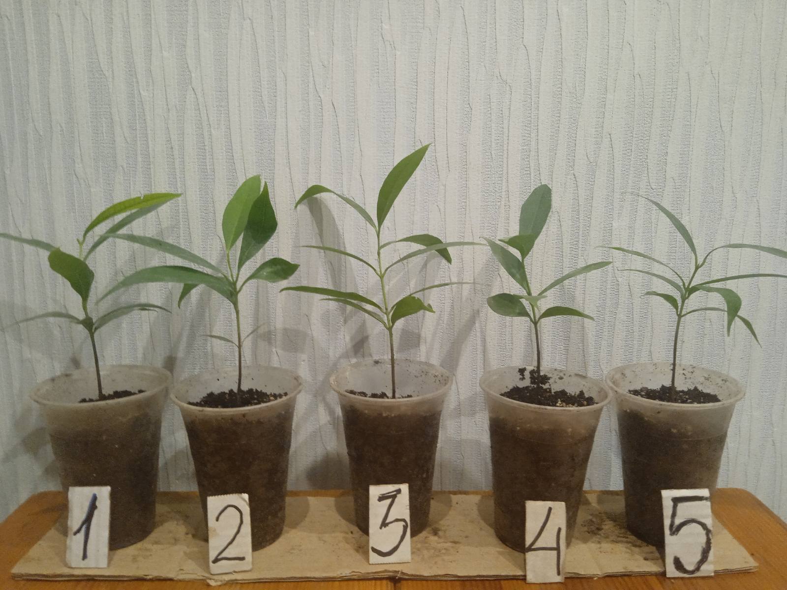 Купити саджанці джамбози самовивозом