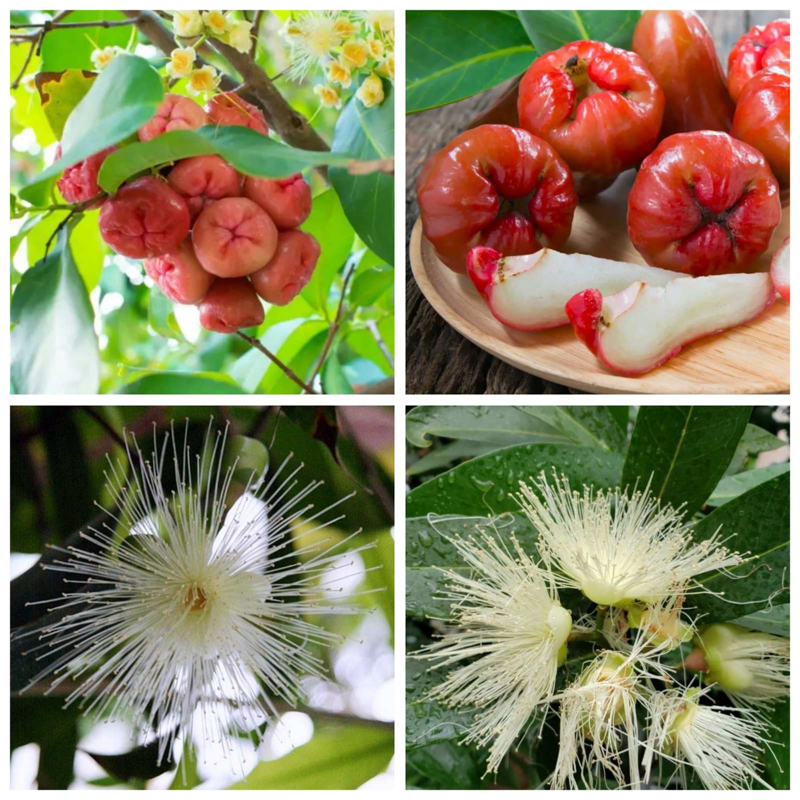 Купить саженцы джамбозы