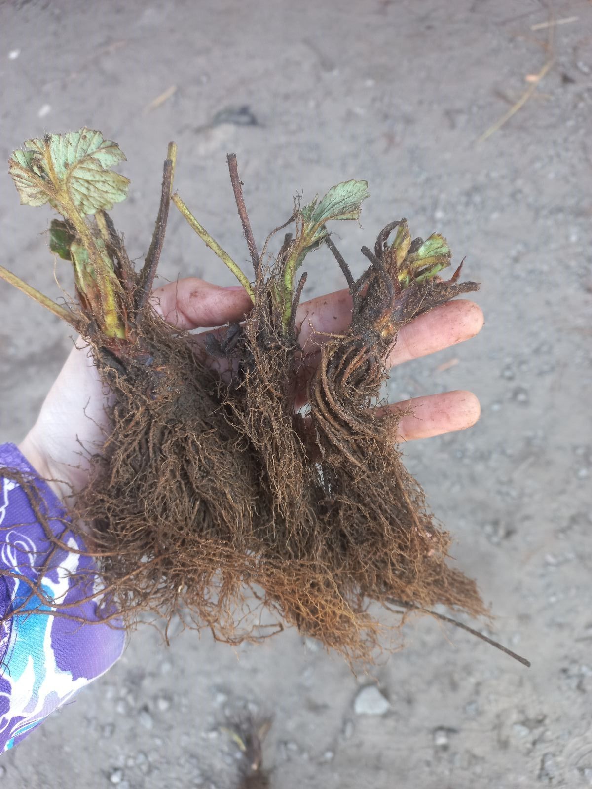 Купити саджанці полуниці самовивозом