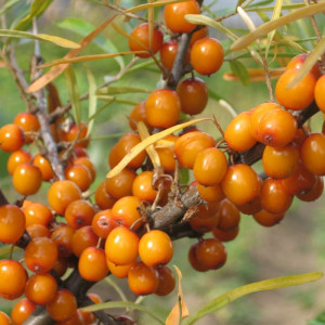 Купити саджанці обліпихи Морквяна