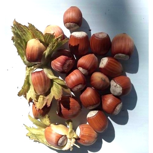 Купить Фундук "Панский"