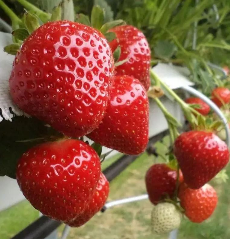 Купити саджанці полуниці Елеганс 