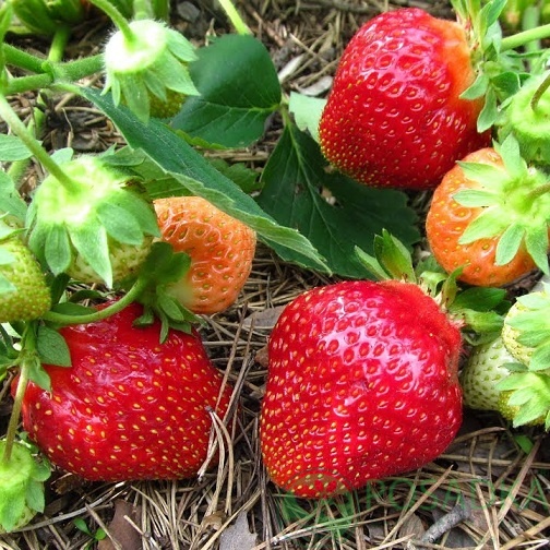 Купити саджанці полуниці Флер