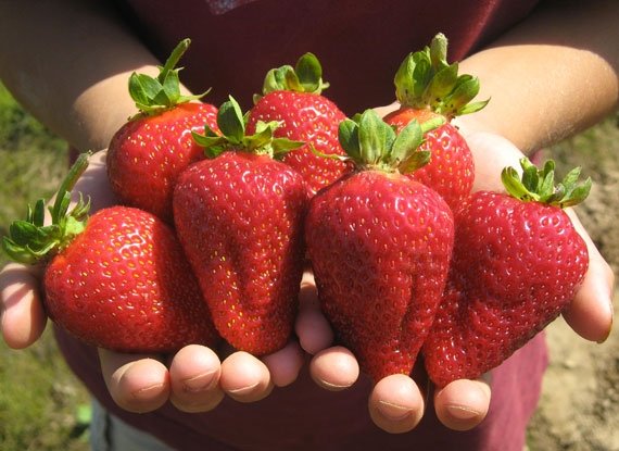 Купити саджанці полуниці Портола 