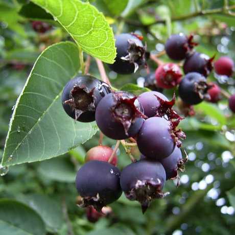 Купити саджанці ірги  "Mandam"