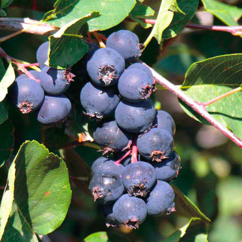 Купити саджанці ірги Martin