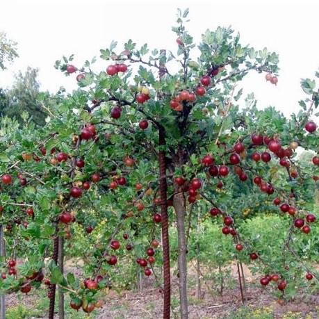 Купити саджанці червоного агрусу на штамбі