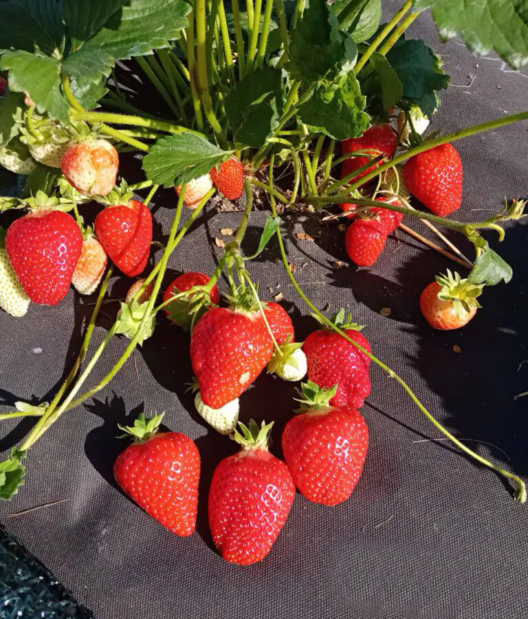 Купить саженцы клубники Брилла