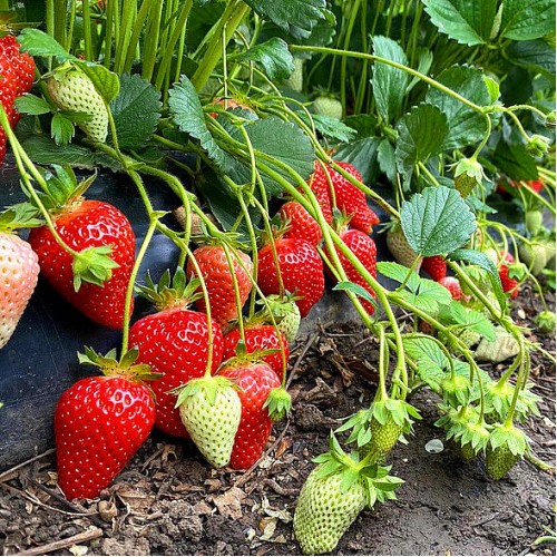 Купить саженцы клубники Брилла