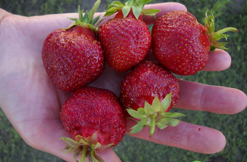 Купити саджанці полуниці Дукат