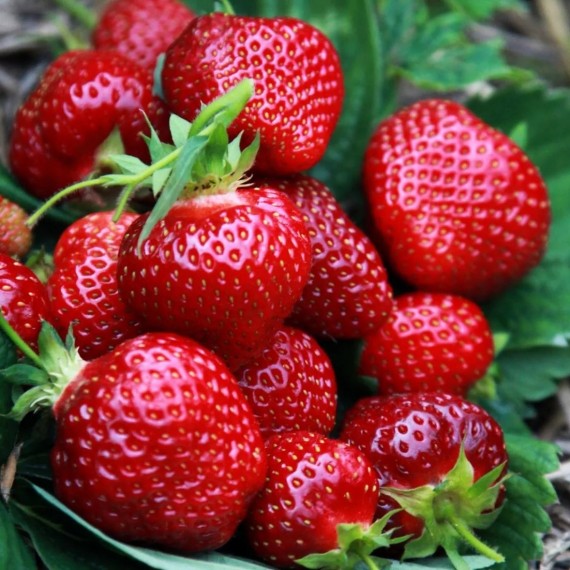 Купить саженцы клубники Мариека