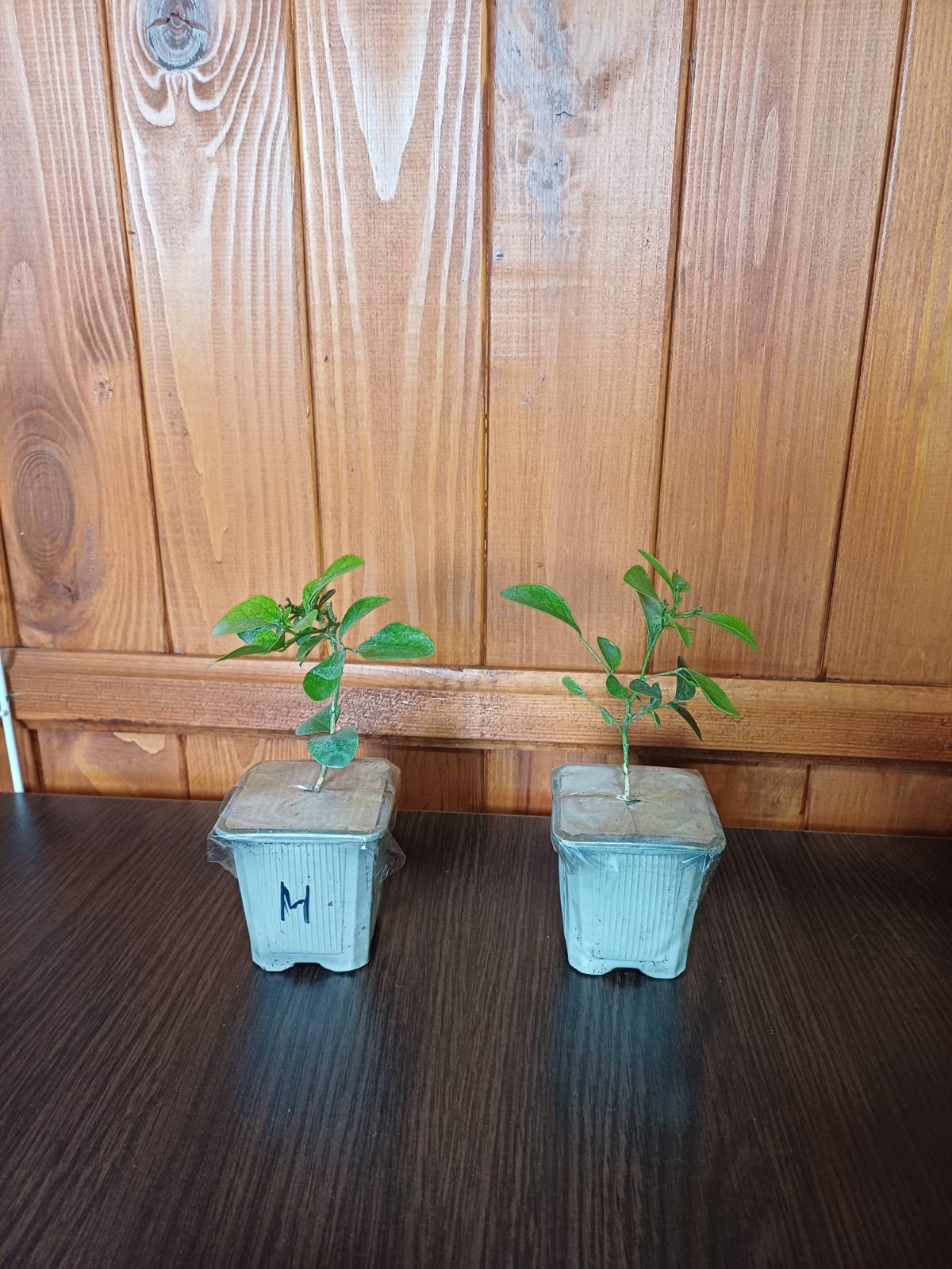 Купить саженцы мурайи