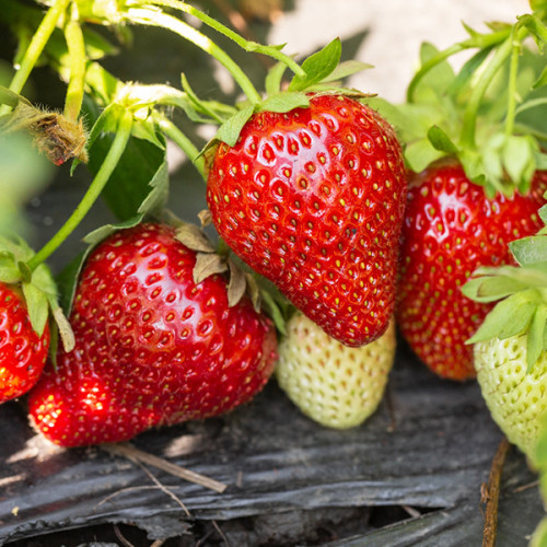 Купить саженцы клубники Сирия