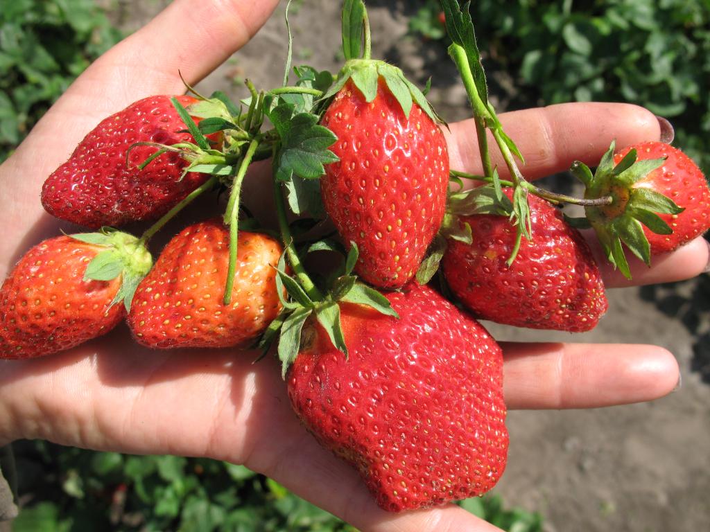 Купити саджанці полуниці Вебеніл