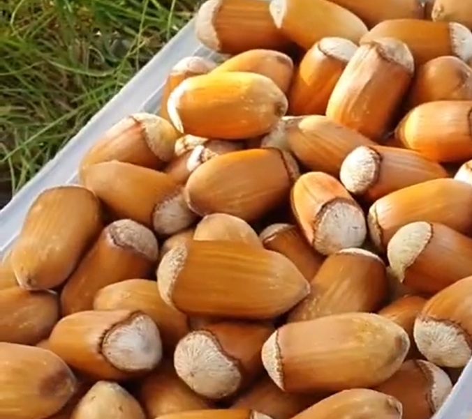 Купить Фундук "Акорн"