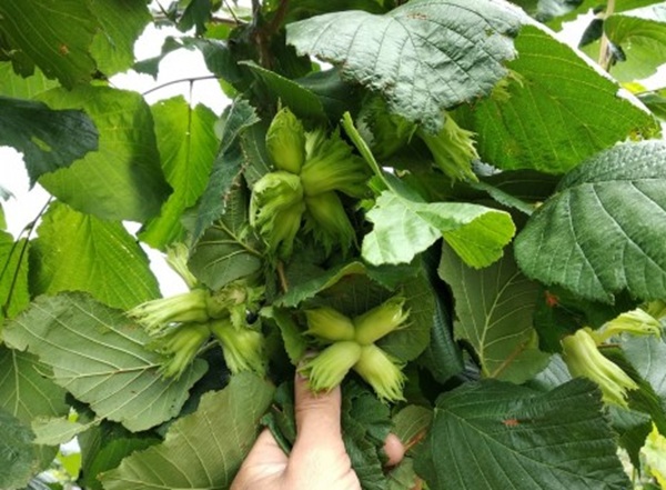 Купить Фундук "Акорн"