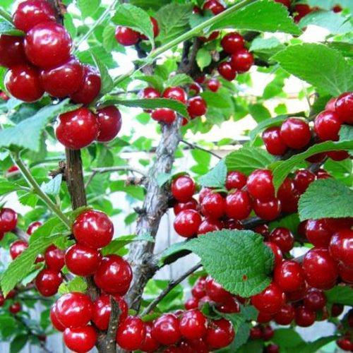 Купить саженцы войлочной вишни Алиса